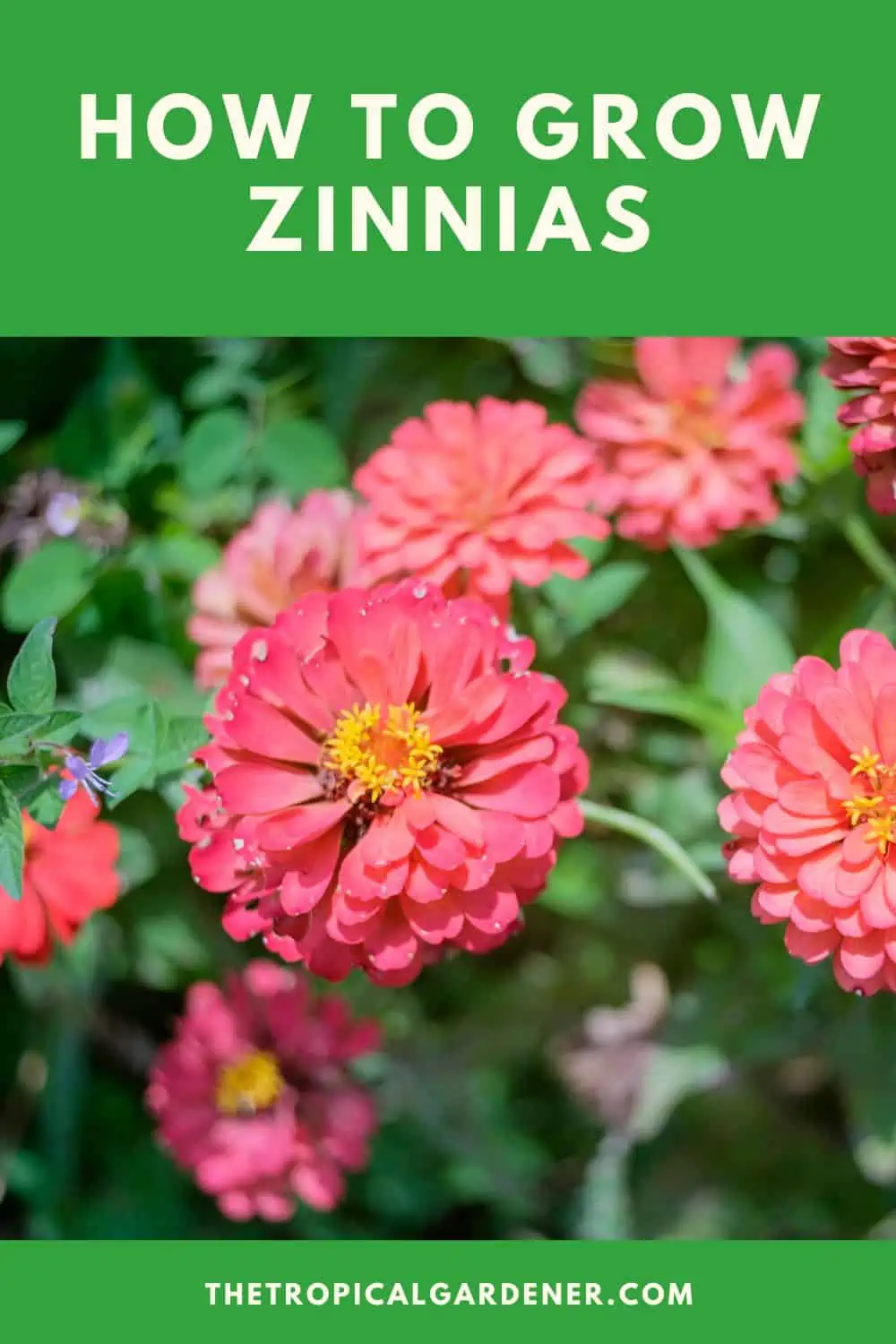 How to Grow Zinnias 10 Tips to Get Big Zinnia Blooms