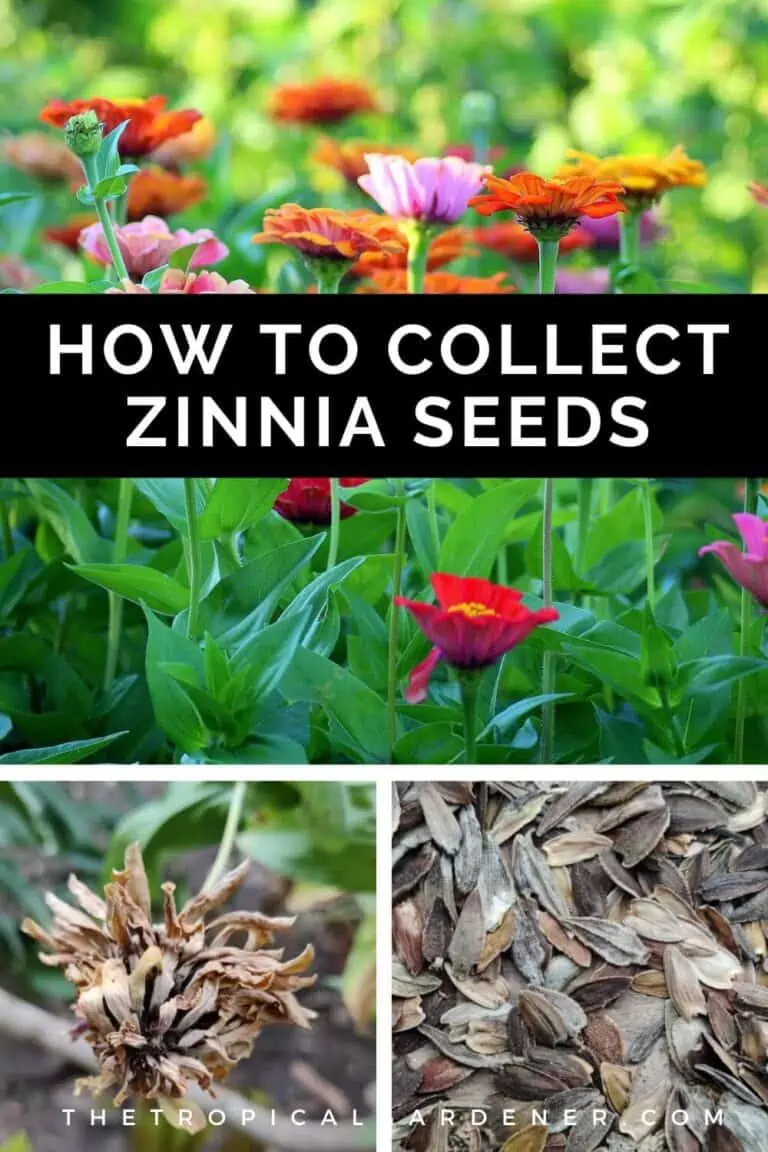 How to Harvest Zinnia Seeds from Flowers in 4 Easy Steps