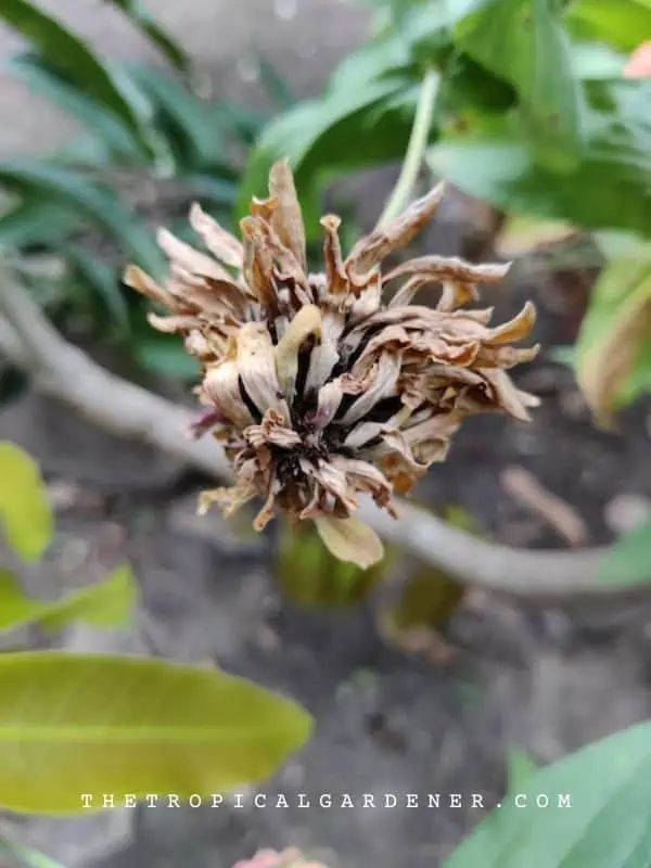 How to Grow Zinnias 10 Tips to Get Big Zinnia Blooms