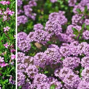 Image of Candytuft and creeping thyme companion plants