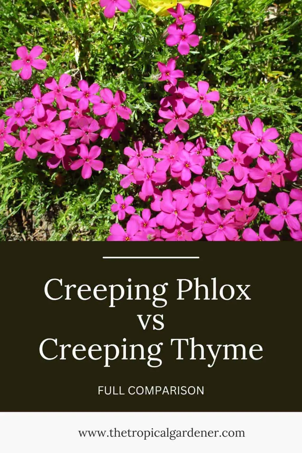 Creeping Phlox vs Creeping Thyme