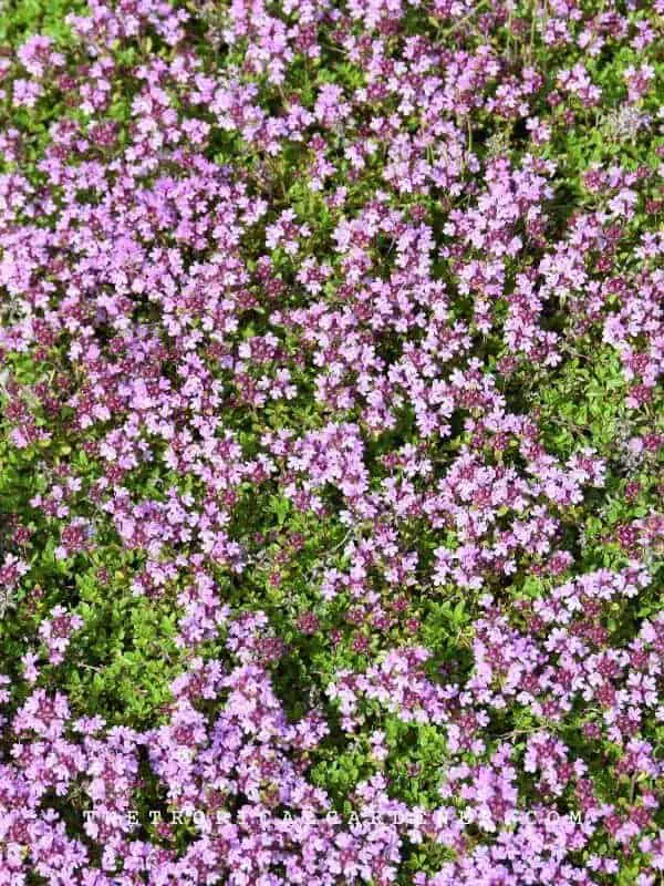 Can You Plant Creeping Thyme in the Fall?