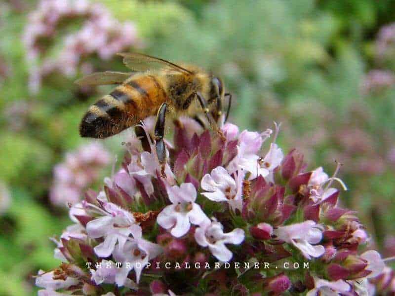 31 Important Creeping Thyme Questions Answered for Beginners