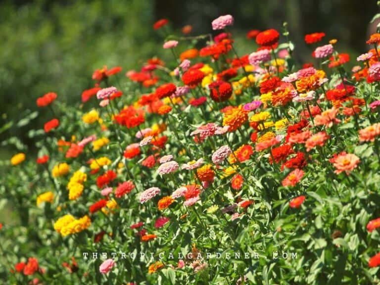How to Harvest Zinnia Seeds from Flowers in 4 Easy Steps