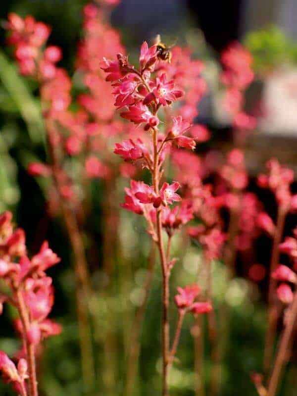 Are Heuchera Coral Bells Deer Resistant? (3Minute Read)
