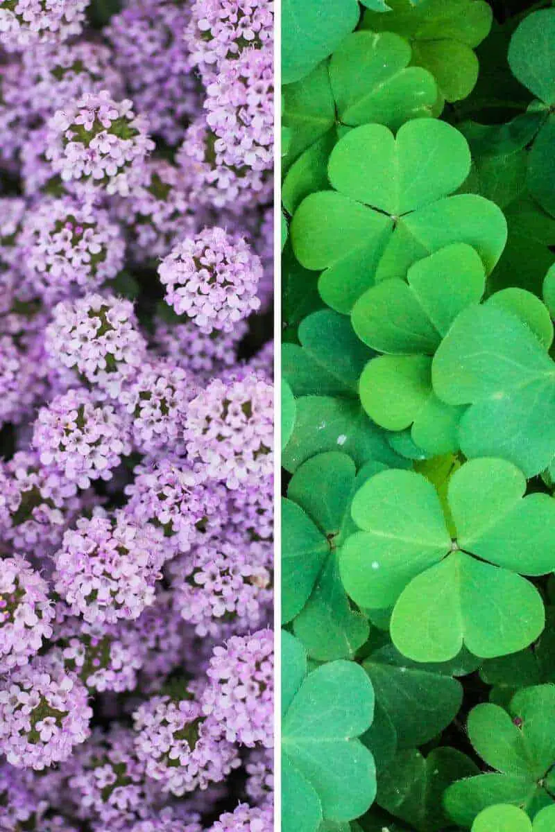 Is Creeping Thyme Invasive? Will It Chokes Your Lawn?(Answered)  