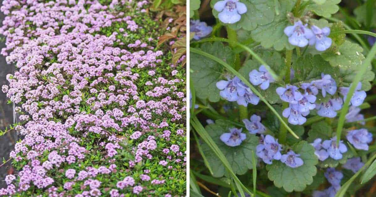 Creeping Thyme vs Creeping Charlie (Ground Ivy)