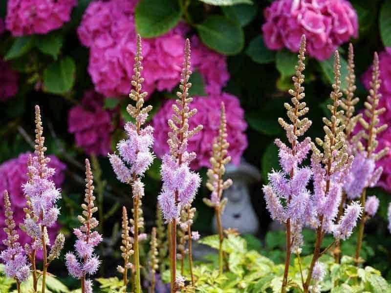 Is Astilbe Invasive and Spread Fast?