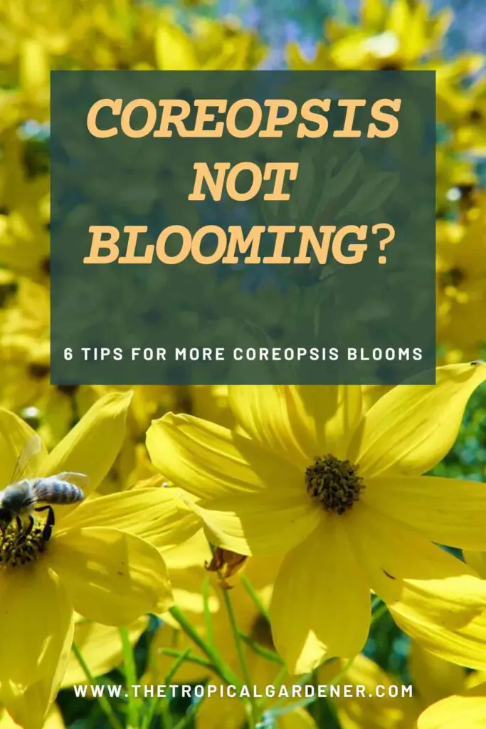 Coreopsis Not Blooming