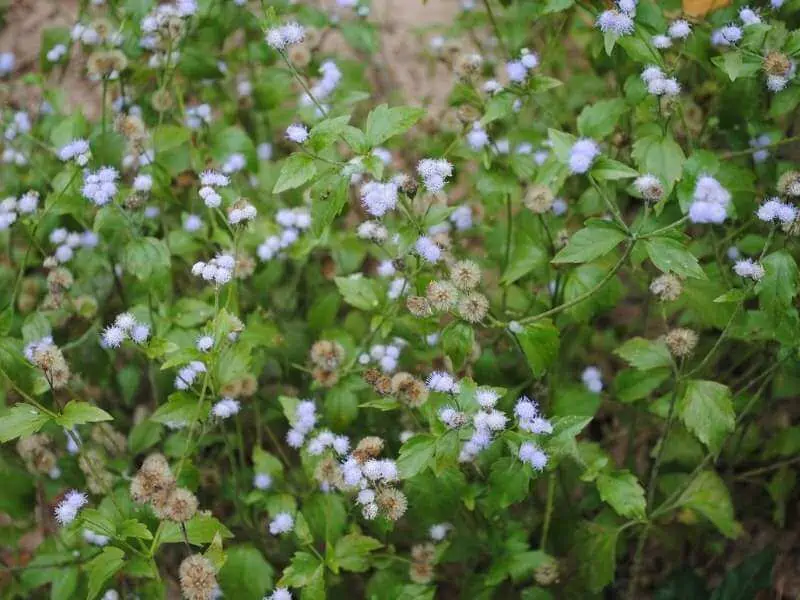 How to Deadhead Ageratum (Explained for Beginners)