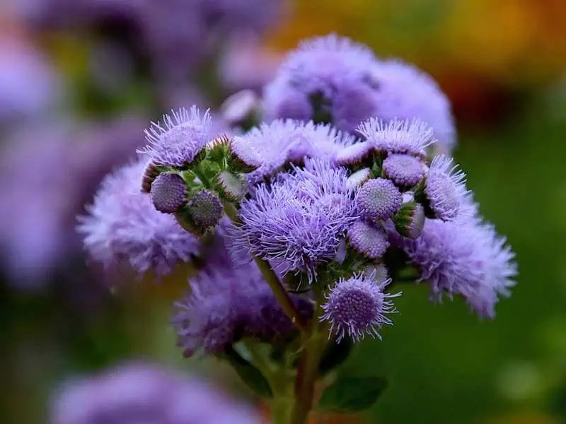 How to Propagate Ageratum from Cuttings (StepbyStep Guide)