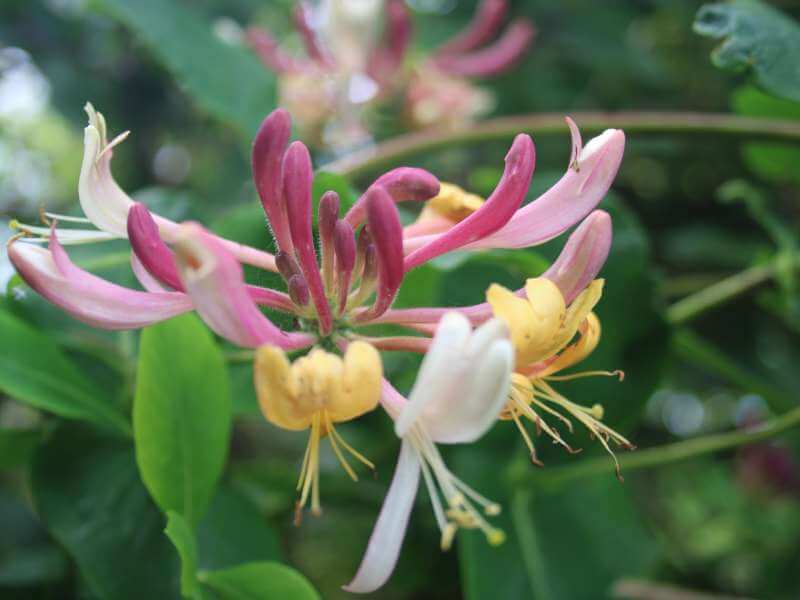 Trumpet Vine vs Honeysuckle (Top Similarities & Differences)