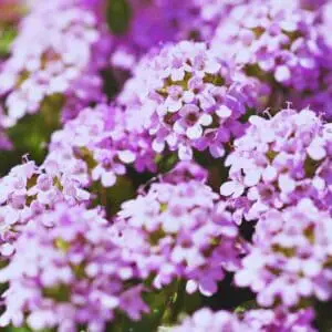 Can You Plant Creeping Thyme in the Fall