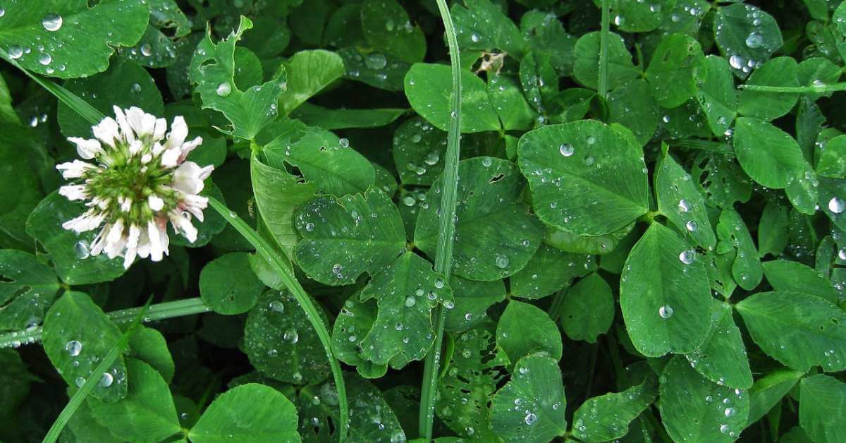 White Clover vs Microclover vs Miniclover (Full Comparison)