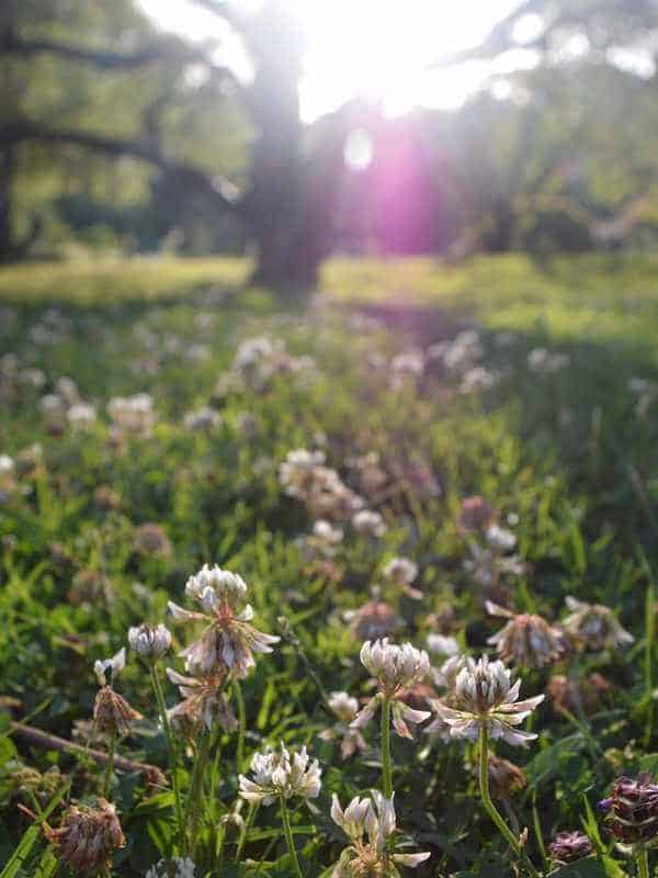 5 Best Clovers for Poor Soil (Explained with Pictures)